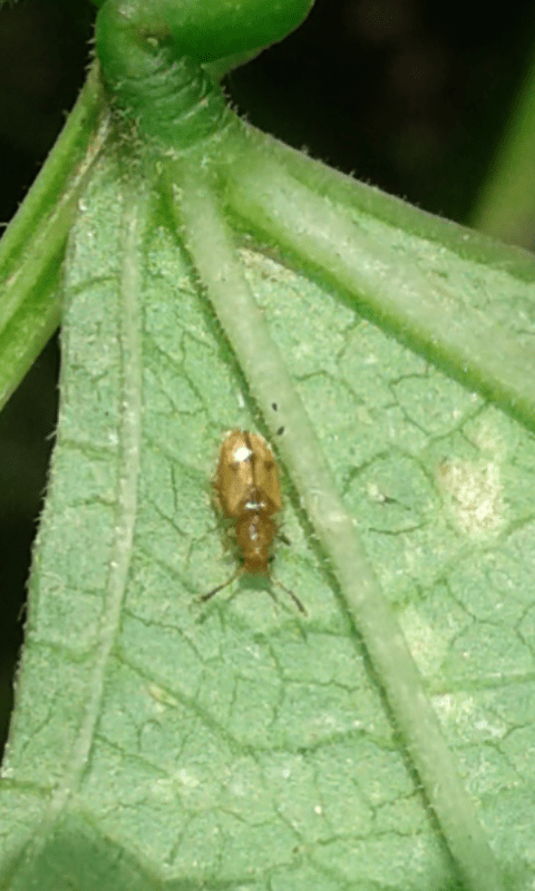 Psammoecus sp. (Silvanidae)?